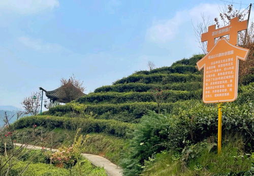 成都名气和实况落差大的景区,以为很美,但主景区只是一座小山头